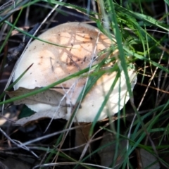 Unidentified Cap on a stem; gills below cap [mushrooms or mushroom-like] at Molonglo Valley, ACT - 29 May 2021 by PeteWoodall