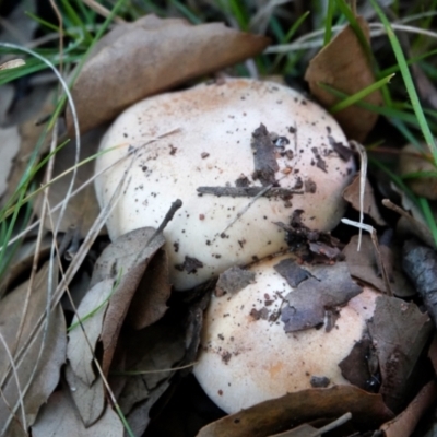 zz agaric (stem; gills not white/cream) at National Arboretum Forests - 29 May 2021 by PeteWoodall