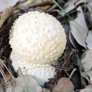 Amanita sp. at Molonglo Valley, ACT - 29 May 2021