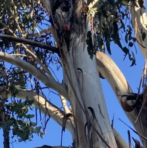 Callocephalon fimbriatum at Garran, ACT - suppressed