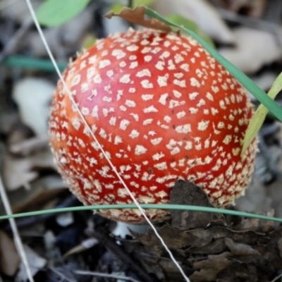 Amanita muscaria (Fly Agaric) at Molonglo Valley, ACT - 29 May 2021 by PeteWoodall