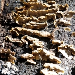 Stereum sp. at Molonglo Valley, ACT - 29 May 2021