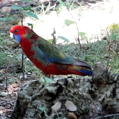 Platycercus elegans (Crimson Rosella) at Molonglo Valley, ACT - 29 May 2021 by PeteWoodall