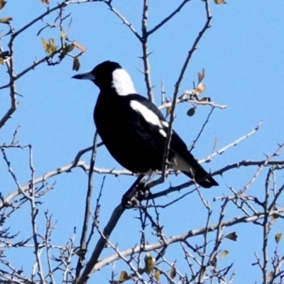 Gymnorhina tibicen (Australian Magpie) at Molonglo Valley, ACT - 29 May 2021 by PeteWoodall