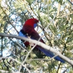 Platycercus elegans (Crimson Rosella) at O'Connor, ACT - 30 May 2021 by PeteWoodall