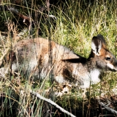 Notamacropus rufogriseus (Red-necked Wallaby) at O'Connor, ACT - 30 May 2021 by PeteWoodall