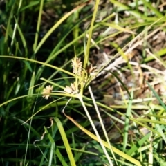 Cyperus (Flat Sedges) at O'Connor, ACT - 30 May 2021 by PeteWoodall