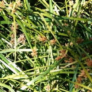 Cyperus sp. at O'Connor, ACT - 30 May 2021