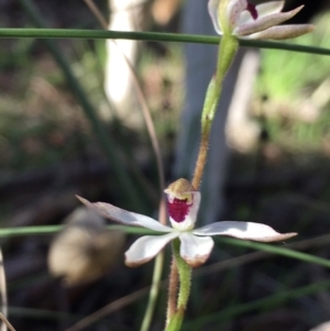 Caladenia moschata at Hall, ACT - suppressed