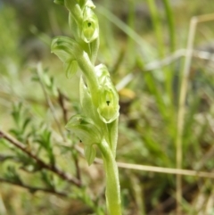 Hymenochilus cycnocephalus (Swan greenhood) at Mount Taylor - 15 Oct 2021 by MatthewFrawley