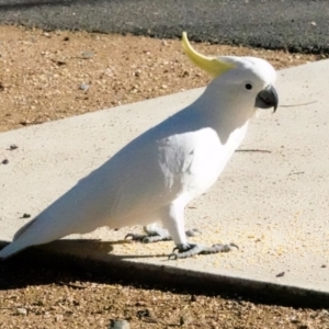 Cacatua galerita at O'Connor, ACT - 30 May 2021 10:48 AM