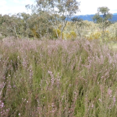 Kunzea parvifolia (Violet Kunzea) at Mount Taylor - 15 Oct 2021 by MatthewFrawley