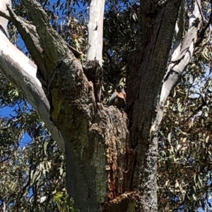 Callocephalon fimbriatum at Garran, ACT - suppressed