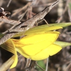 Keyacris scurra (Key's Matchstick Grasshopper) at suppressed - 17 Oct 2021 by NedJohnston