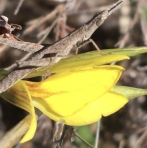 Keyacris scurra at Mount Clear, ACT - suppressed