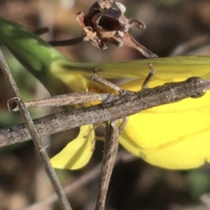 Keyacris scurra at Mount Clear, ACT - suppressed