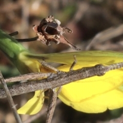 Keyacris scurra at Mount Clear, ACT - suppressed