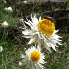 Lasioglossum (Chilalictus) sp. (genus & subgenus) at Bruce, ACT - 16 Oct 2021