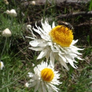 Lasioglossum (Chilalictus) sp. (genus & subgenus) at Bruce, ACT - 16 Oct 2021