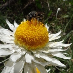 Lasioglossum (Chilalictus) sp. (genus & subgenus) at Bruce, ACT - 16 Oct 2021