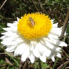 Miridae (family) (Unidentified plant bug) at Bruce, ACT - 16 Oct 2021 by AndyRussell