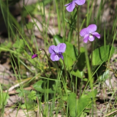 Viola sp. (Violet) at Farrer, ACT - 16 Oct 2021 by Tammy