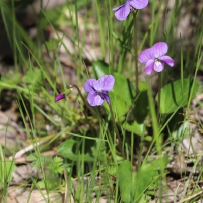 Viola sp. (Violet) at Farrer Ridge - 16 Oct 2021 by Tammy