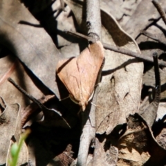 Uresiphita ornithopteralis (Tree Lucerne Moth) at Hughes, ACT - 17 Oct 2021 by LisaH