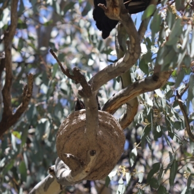 Corcorax melanorhamphos (White-winged Chough) at Farrer, ACT - 17 Oct 2021 by Tammy