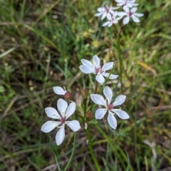 Burchardia umbellata (Milkmaids) at Glenroy, NSW - 17 Oct 2021 by Darcy