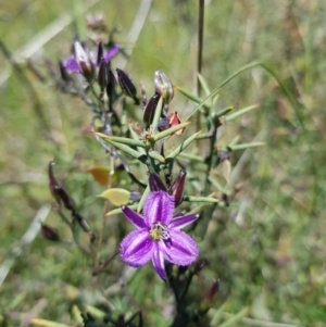 Thysanotus patersonii at Throsby, ACT - 17 Oct 2021