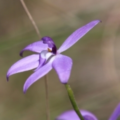 Glossodia major (Wax Lip Orchid) at Stromlo, ACT - 17 Oct 2021 by LisaH