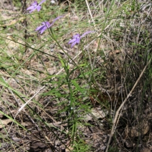 Glossodia major at Stromlo, ACT - suppressed
