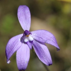 Glossodia major at Stromlo, ACT - 17 Oct 2021