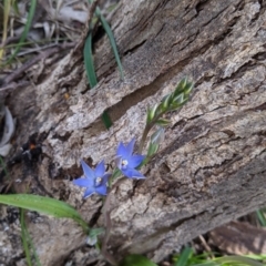 Unidentified Orchid at Glenroy, NSW - 17 Oct 2021 by Darcy