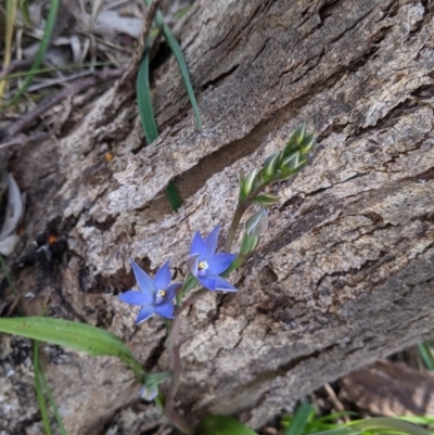 Unidentified Orchid at Glenroy, NSW - 17 Oct 2021 by Darcy