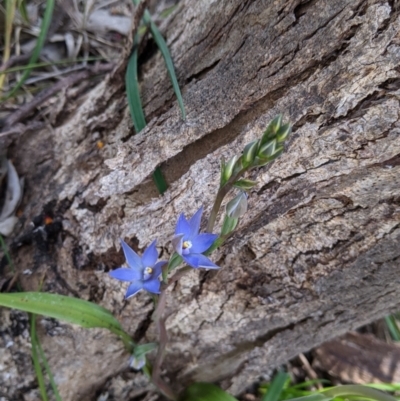 Cyanicula caerulea at Glenroy, NSW - 17 Oct 2021 by Darcy