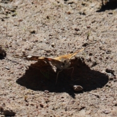 Vanessa kershawi (Australian Painted Lady) at Farrer Ridge - 16 Oct 2021 by Tammy