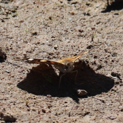 Vanessa kershawi (Australian Painted Lady) at Farrer, ACT - 17 Oct 2021 by Tammy