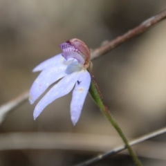 Cyanicula caerulea (Blue Fingers, Blue Fairies) at Stromlo, ACT - 17 Oct 2021 by LisaH