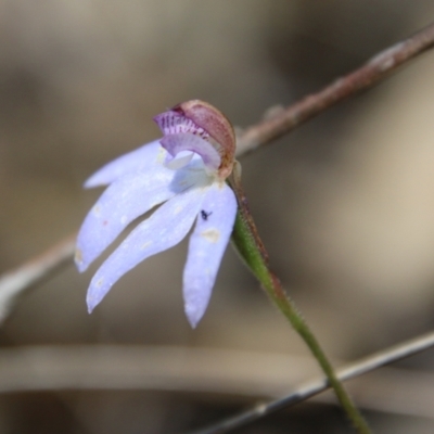 Cyanicula caerulea (Blue Fingers, Blue Fairies) at Stromlo, ACT - 17 Oct 2021 by LisaH