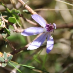 Cyanicula caerulea at Stromlo, ACT - suppressed