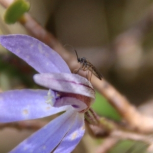 Cyanicula caerulea at Stromlo, ACT - suppressed