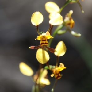 Diuris sp. at Stromlo, ACT - 17 Oct 2021