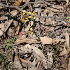 Diuris sp. at Stromlo, ACT - 17 Oct 2021