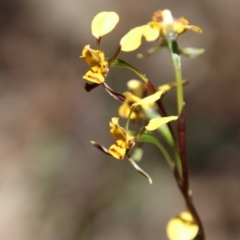 Diuris sp. at Stromlo, ACT - 17 Oct 2021