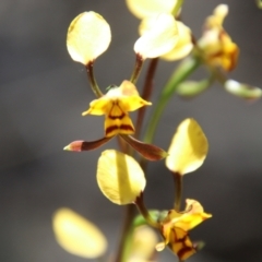 Diuris sp. at Stromlo, ACT - 17 Oct 2021