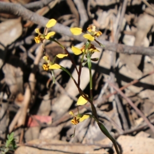 Diuris sp. at Stromlo, ACT - 17 Oct 2021