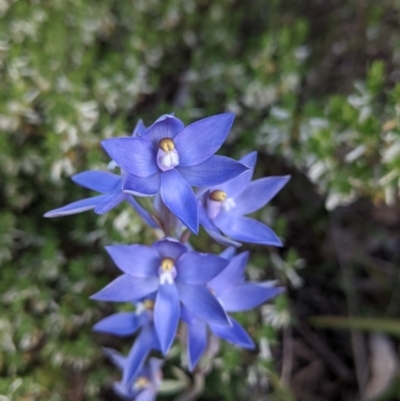 Unidentified Orchid at Glenroy, NSW - 17 Oct 2021 by Darcy