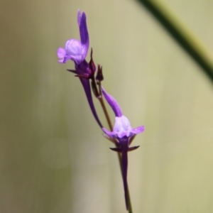 Linaria pelisseriana at Stromlo, ACT - 17 Oct 2021 12:58 PM